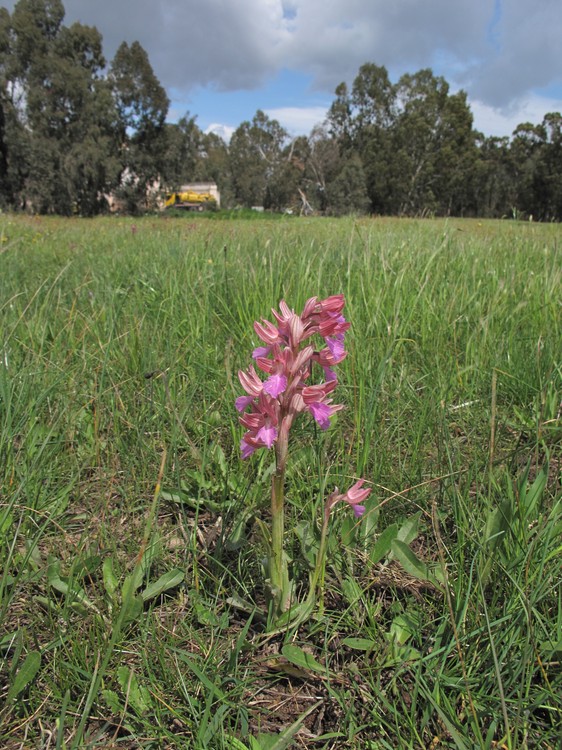 Anacamptis papilionacea